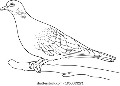 pigeon   line vector illustration isolated on white background .Animals top view