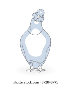 Pigeon in love. Pigeon is standing and looking forward - vector illustration.