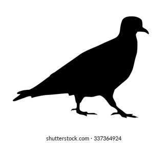 Pigeon on the ground vector silhouette illustration
