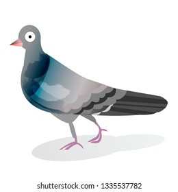 A pigeon on a white background 