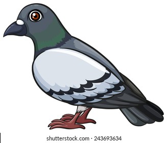 A pigeon on a white background