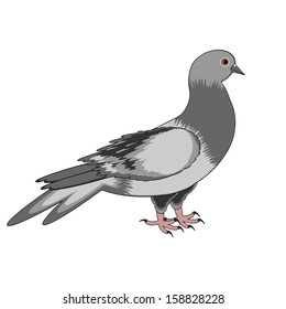 A pigeon on a white background. Vector-art illustration
