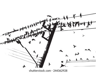 Pigeon on wire and flying ,Black and white. Bangkok Thailand.illustration.