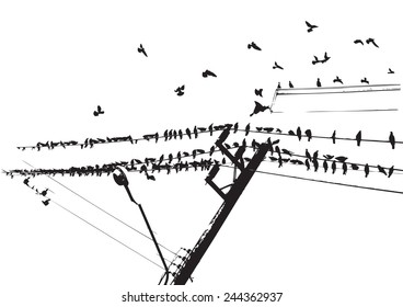 Pigeon on wire and flying ,Black and white. Bangkok Thailand.illustration.