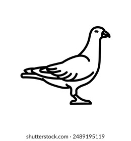 Pigeon Outline Icon, Vector illustration