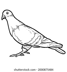 pigeon outline vector illustration,
isolated on white background.top view