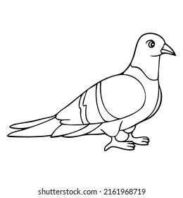 pigeon outline vector illustration,isolated on white background,top view