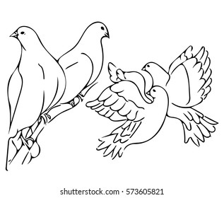 Pigeon with pair