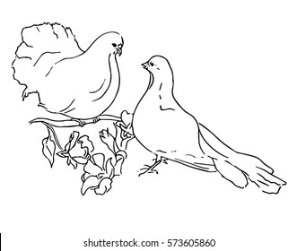 Pigeon with pair