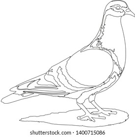 Pigeon for peace symbol of war
