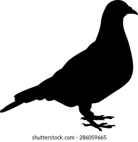 Pigeon silhouette