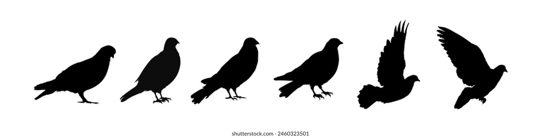 Pigeon silhouette, bird collection - vector illustration	