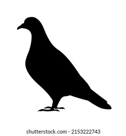 Pigeon silhouette isolated on a white background. Vector black and white illustration