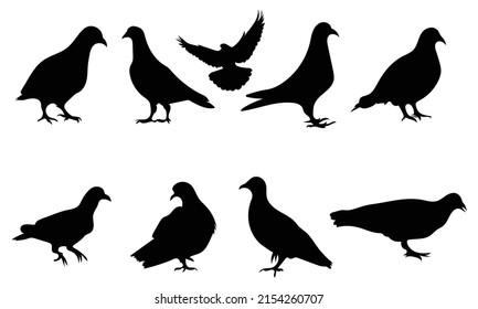 Pigeon silhouette isolated on white background  Vector illustration.