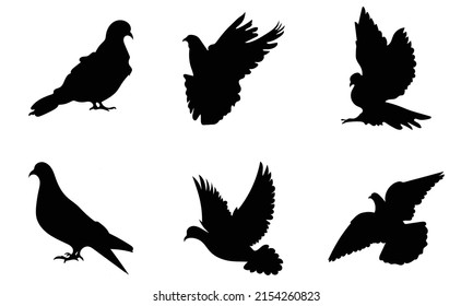 Pigeon silhouette isolated on white background  Vector illustration.