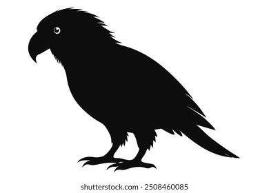 pigeon silhouette isolated on white, blue and yellow macaw