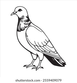  Pigeon silhouette line art illustration.