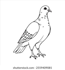  Pigeon silhouette line art illustration.