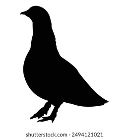 pigeon silhouette on black and white background