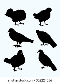 Pigeon Silhouette Set