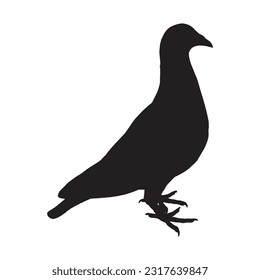 pigeon silhouette set collection isolated black on white background vector illustration