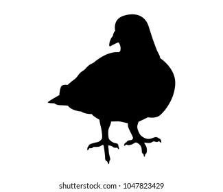 Pigeon silhouette vector