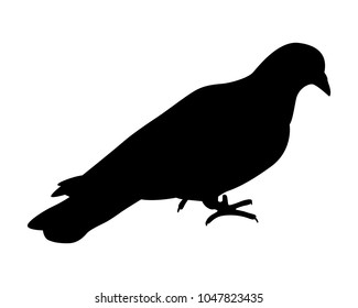 Pigeon silhouette vector