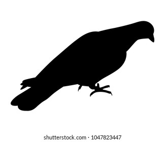Pigeon silhouette vector
