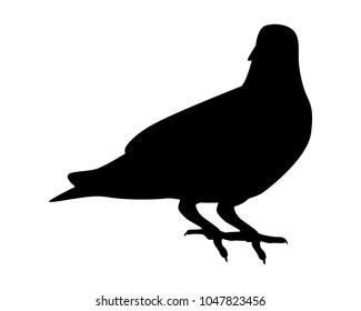 Pigeon silhouette vector