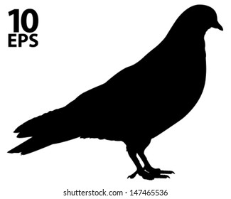 Pigeon. Silhouette. Vector