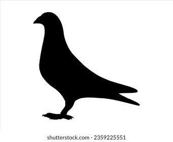 Pigeon silhouette vector art white background