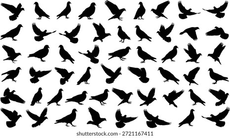 Colección de Vector de silueta de paloma, poses de vuelo y de pie, formas de pájaro negro, tema de la naturaleza, ilustración aviar, gráficos de vida silvestre urbana