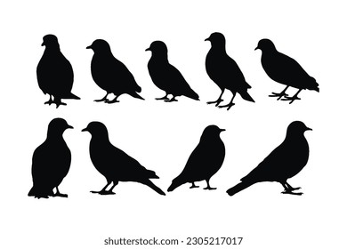 Pigeon silhouette vector collection on a white background. Beautiful Pigeon sitting peacefully silhouette set design. Bird standing and sitting. Fowl black and white silhouette vector bundle.