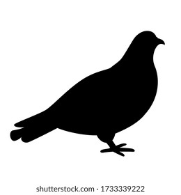 Icono de vector de silueta de pichón sobre fondo blanco