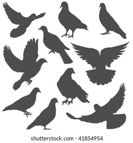 Pigeon Silhouettes