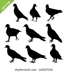 pigeon silhouettes vector