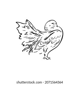 Pigeon sketch vector illustration on a transparent background