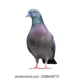 pigeon with style hand drawn digital painting illustration