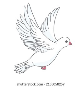 Pigeon vector character color flat illustration pigeon image