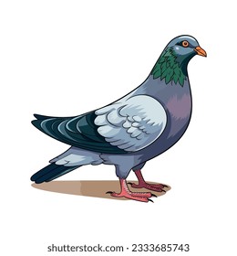 Pigeon vector character color flat illustration pigeon image