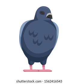 Pigeon vector icon.Cartoon vector icon isolated on white background pigeon.