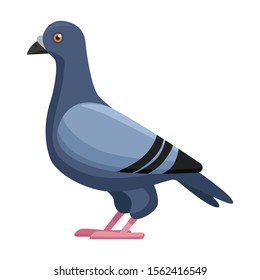 Pigeon vector icon.Cartoon vector icon isolated on white background pigeon.