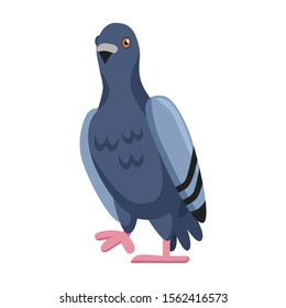 Pigeon vector icon.Cartoon vector icon isolated on white background pigeon.