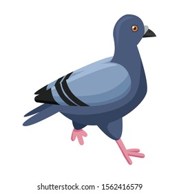 Pigeon vector icon.Cartoon vector icon isolated on white background pigeon.