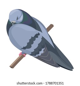 Pigeon vector icon.Cartoon vector icon isolated on white background pigeon.