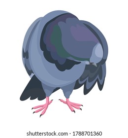 Taubenvektorsymbol.Cartoon Vektorsymbol einzeln auf weißem Hintergrund.