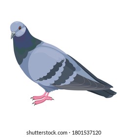 Pigeon vector icon.Cartoon vector icon isolated on white background pigeon.