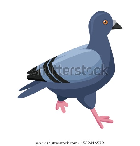 Pigeon vector icon.Cartoon vector icon isolated on white background pigeon.