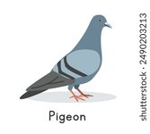 Pigeon vector illustration. Cute pigeon cartoon clipart, animal in flat style. Farm animals concept, rural farming. Livestock poultry pigeon vector design isolated on white background