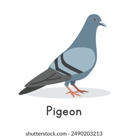 Pigeon vector illustration. Cute pigeon cartoon clipart, animal in flat style. Farm animals concept, rural farming. Livestock poultry pigeon vector design isolated on white background